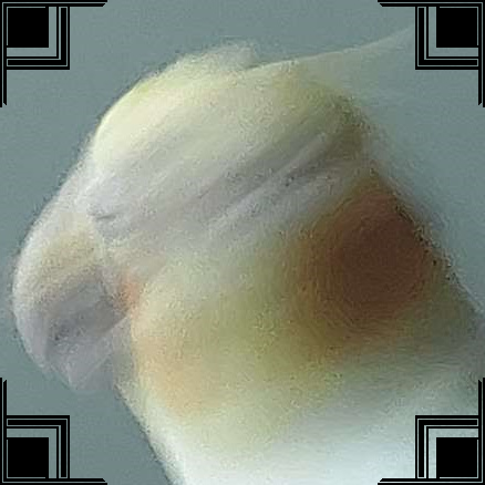 blurry picture of a cockatiel's face